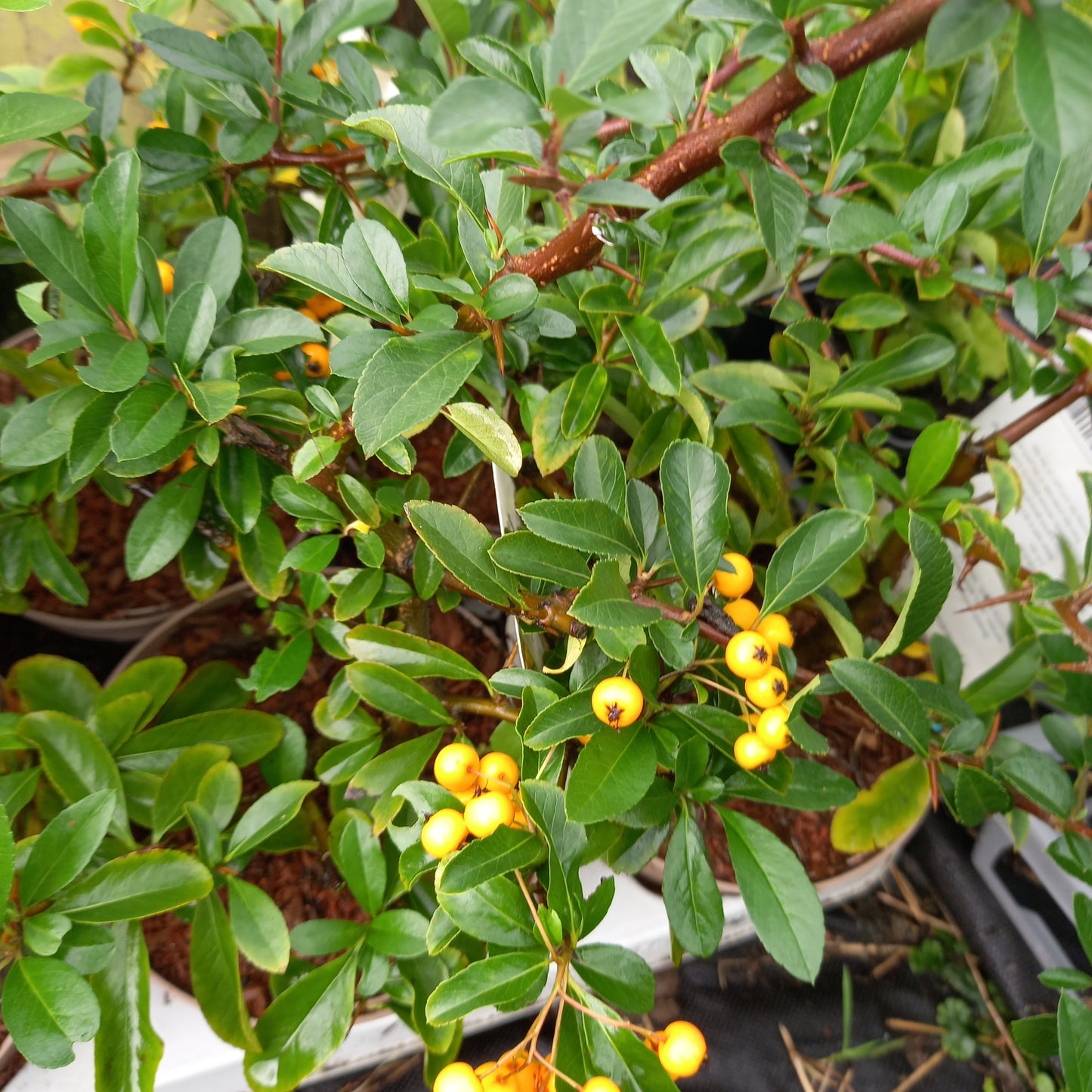 Pyracantha coccinea 'Soleil