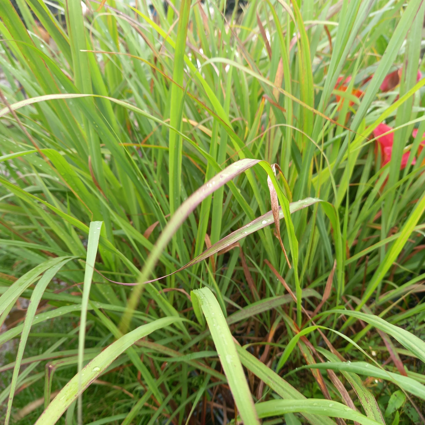 lemongrass, (Cymbopogon citratus)