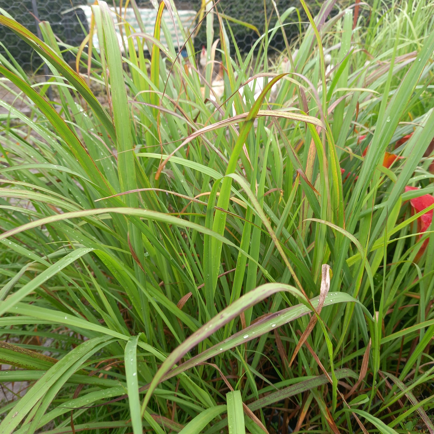 lemongrass, (Cymbopogon citratus)