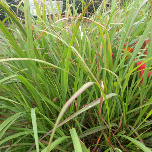 lemongrass, (Cymbopogon citratus)