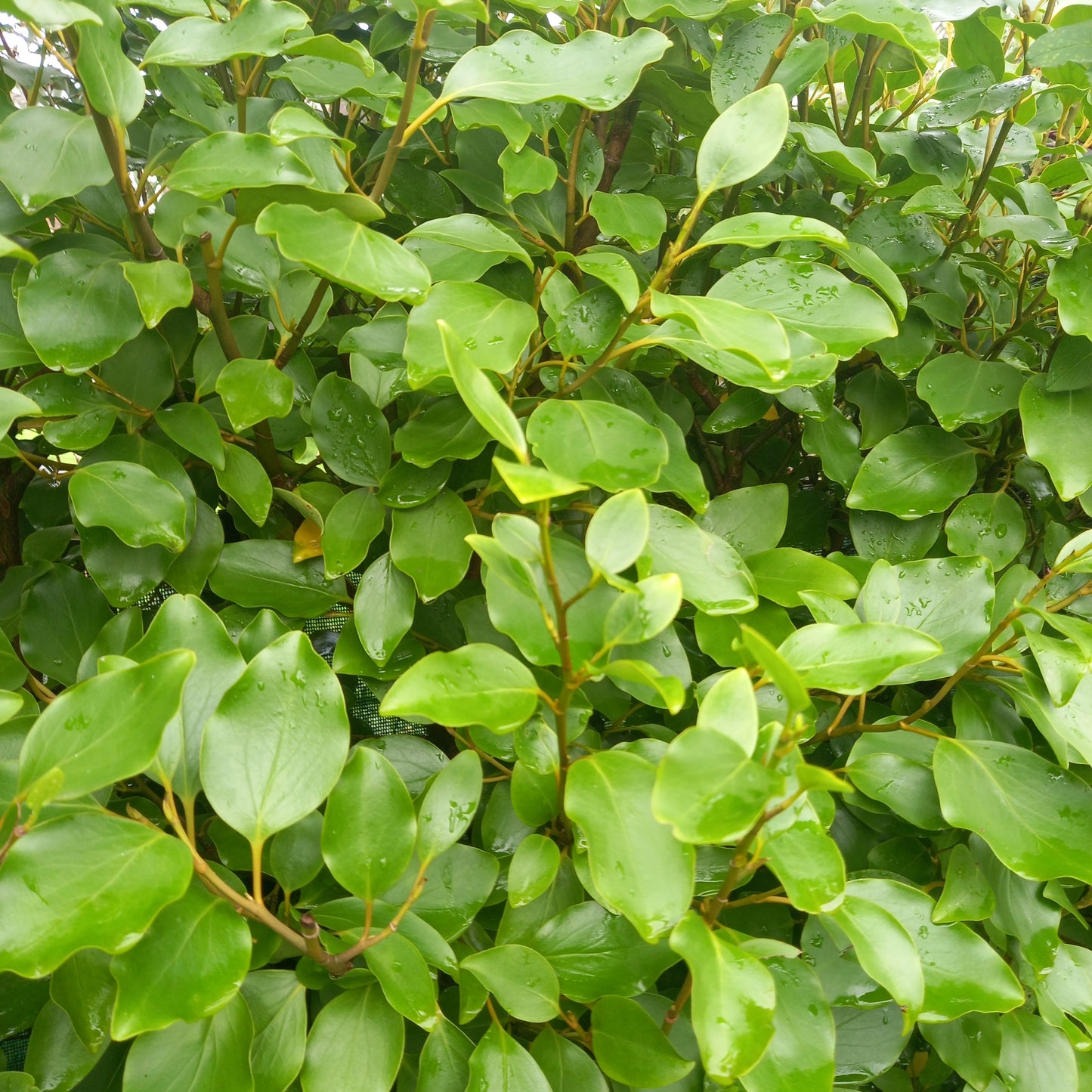 Griselinia littoralis (New Zealand Broadleaf)