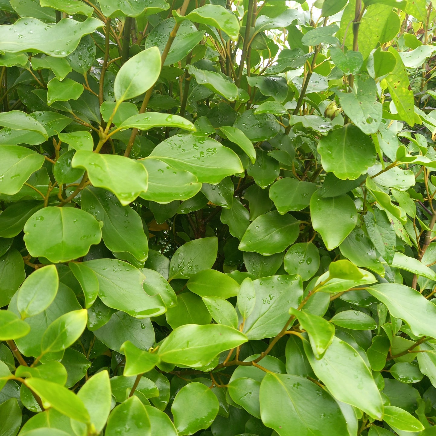 Griselinia littoralis (New Zealand Broadleaf)