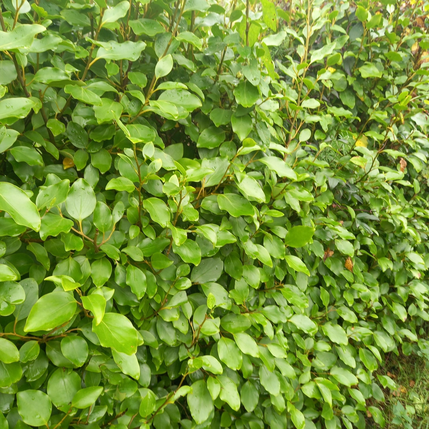 Griselinia littoralis (New Zealand Broadleaf)