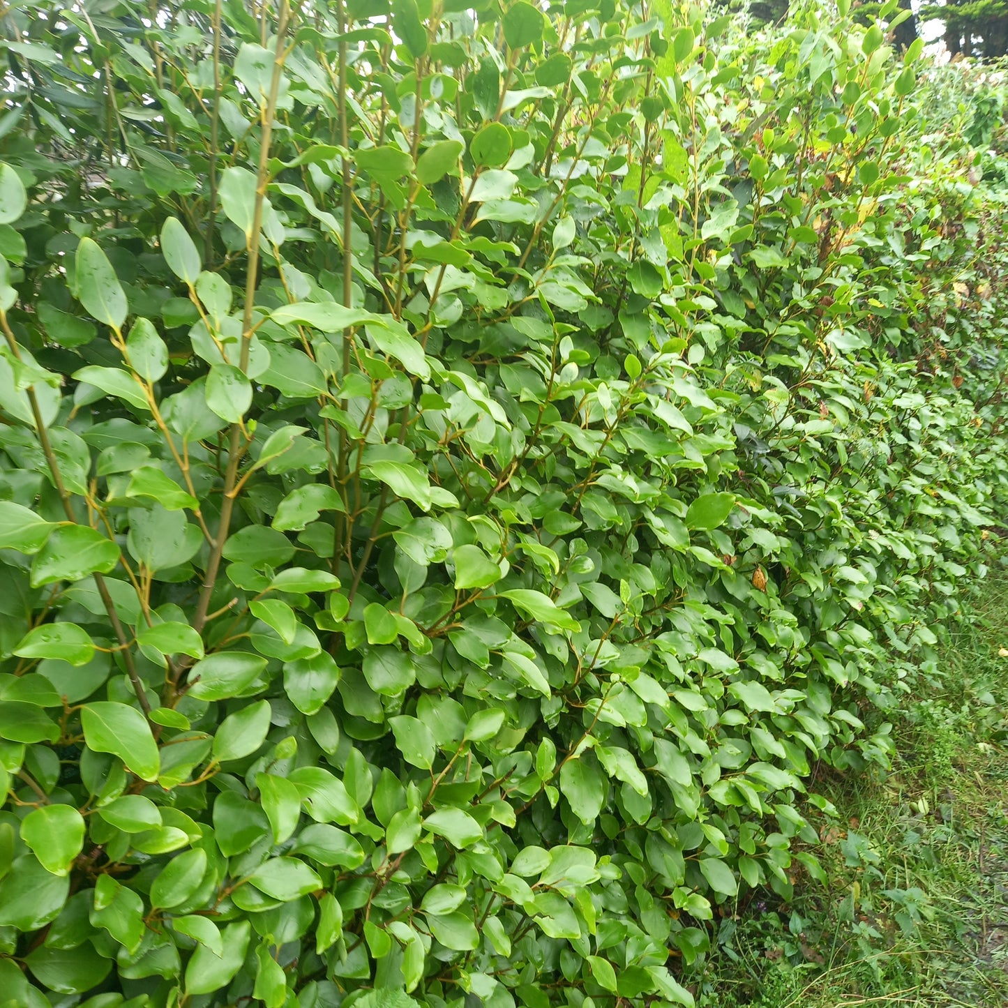 Griselinia littoralis (New Zealand Broadleaf)