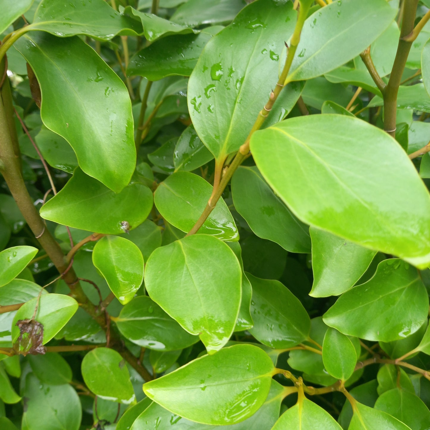 Griselinia littoralis (New Zealand Broadleaf)