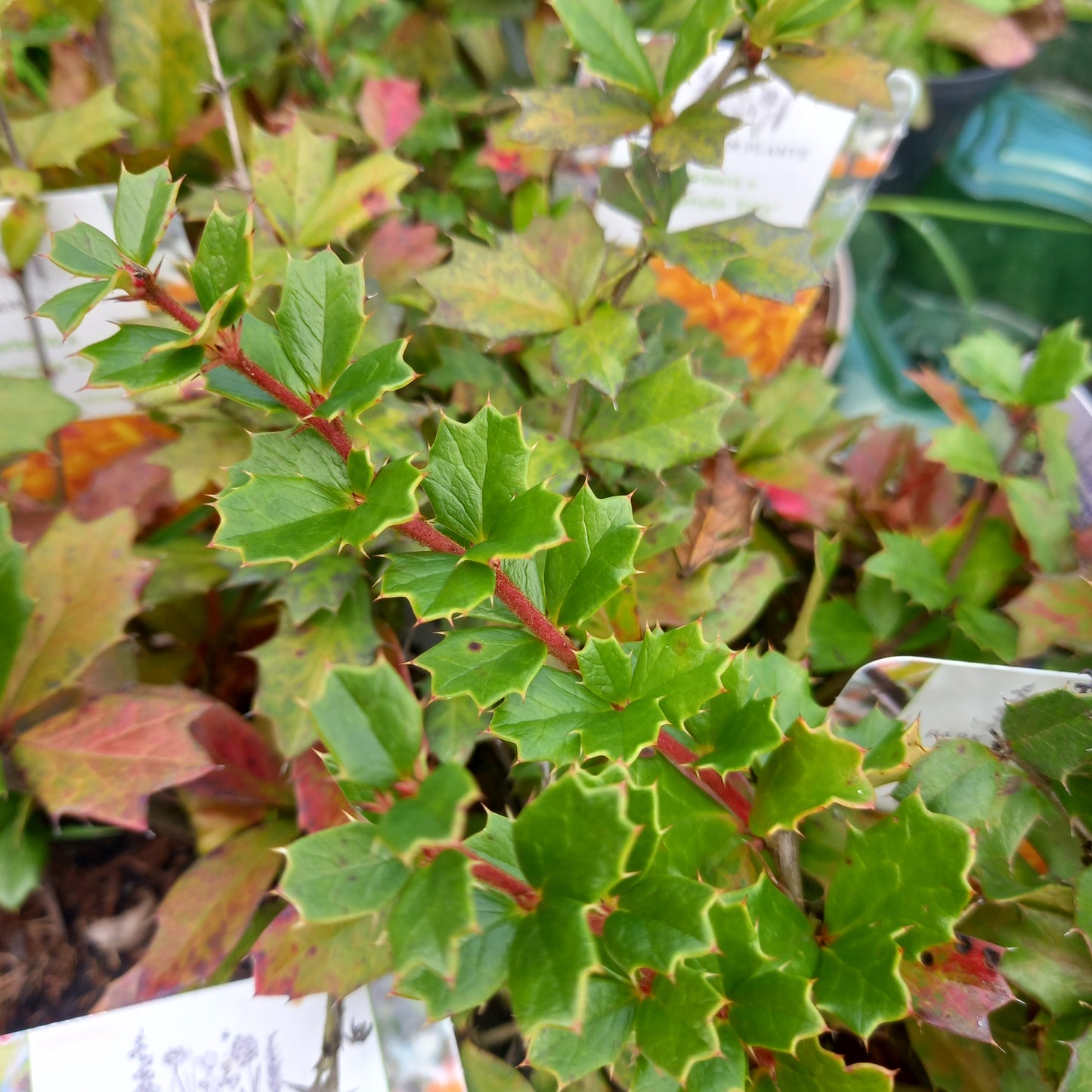 BERBERIS x stenophylla 'Etna'