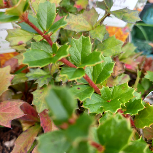 BERBERIS x stenophylla 'Etna'