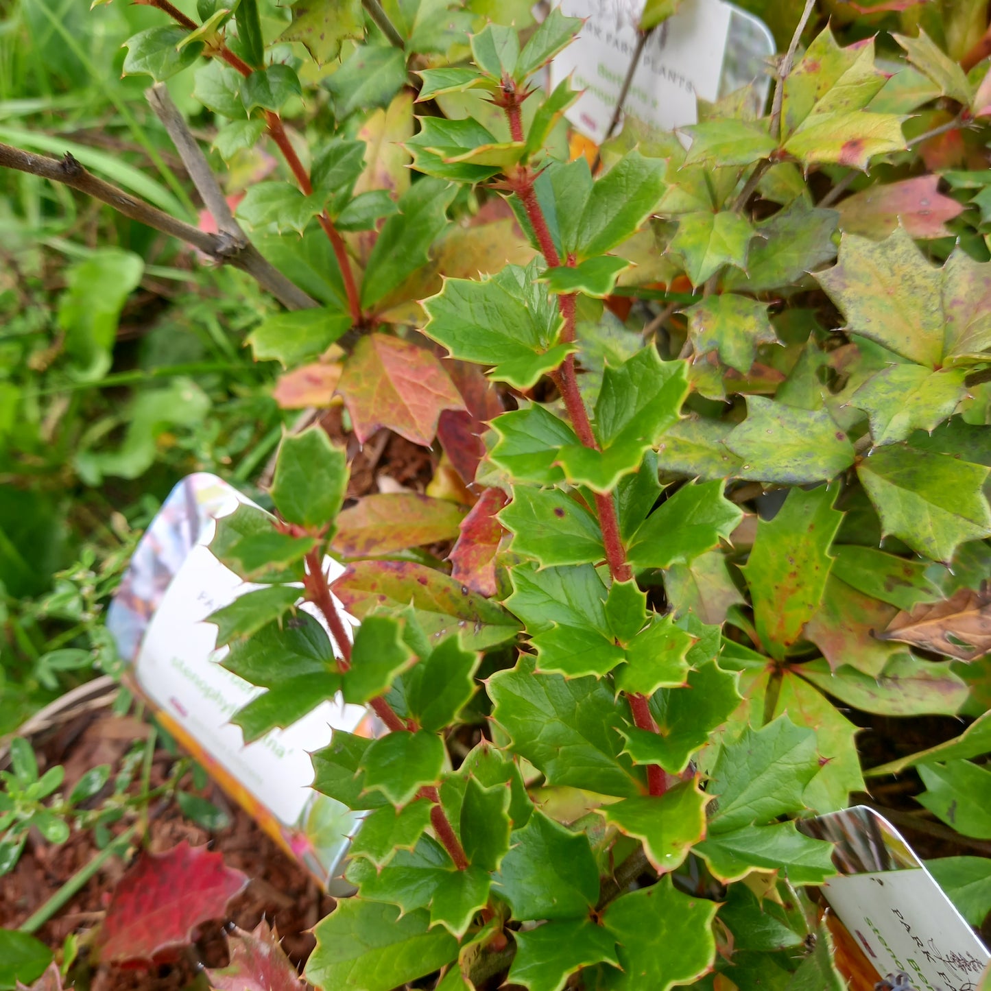 BERBERIS x stenophylla 'Etna'