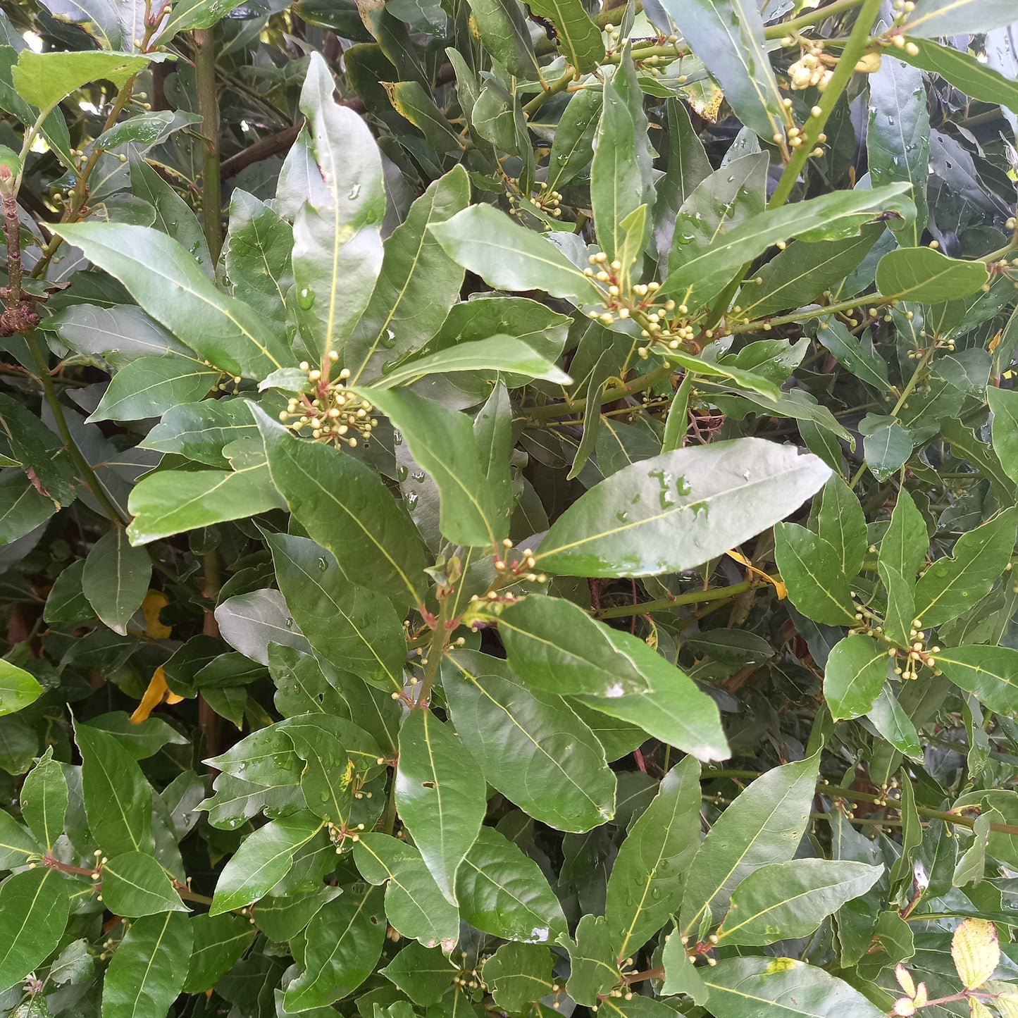 Bay Tree (Laurus Nobilis)