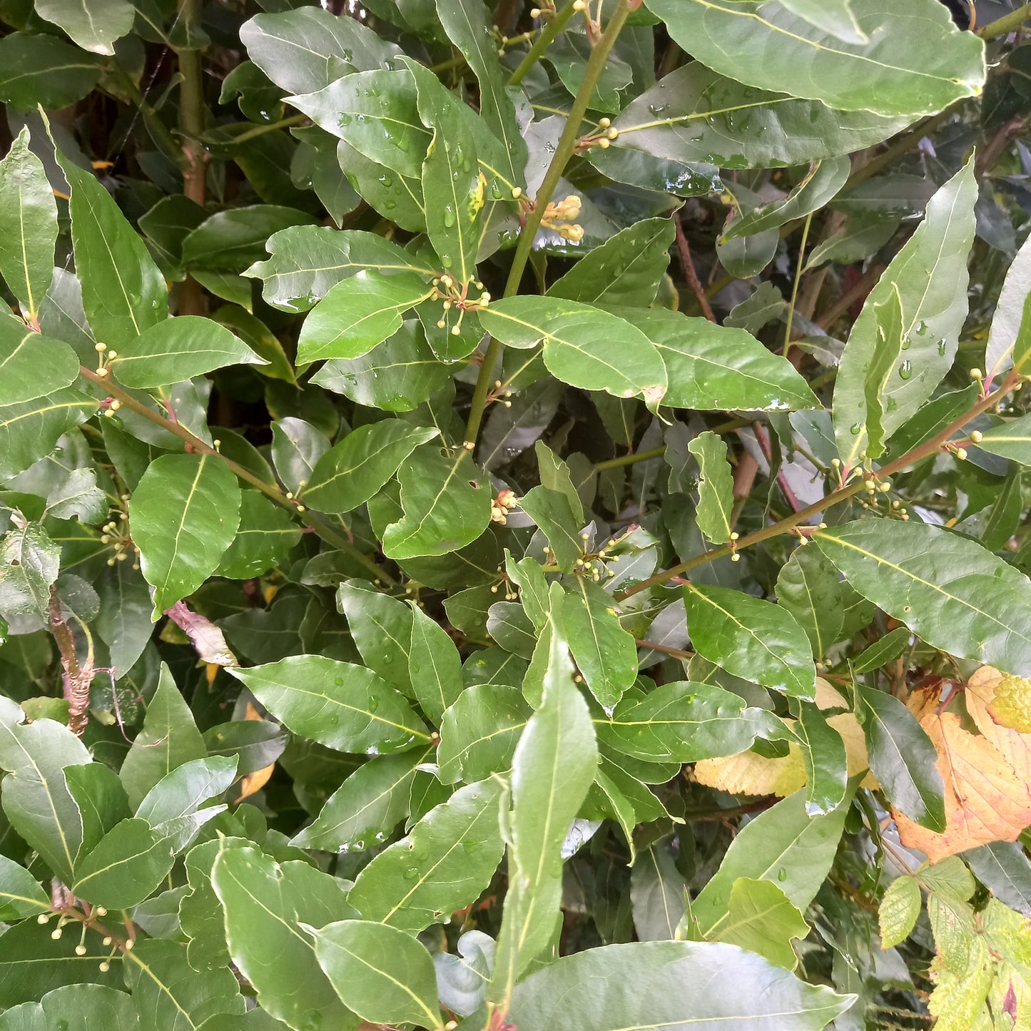 Bay Tree (Laurus Nobilis)