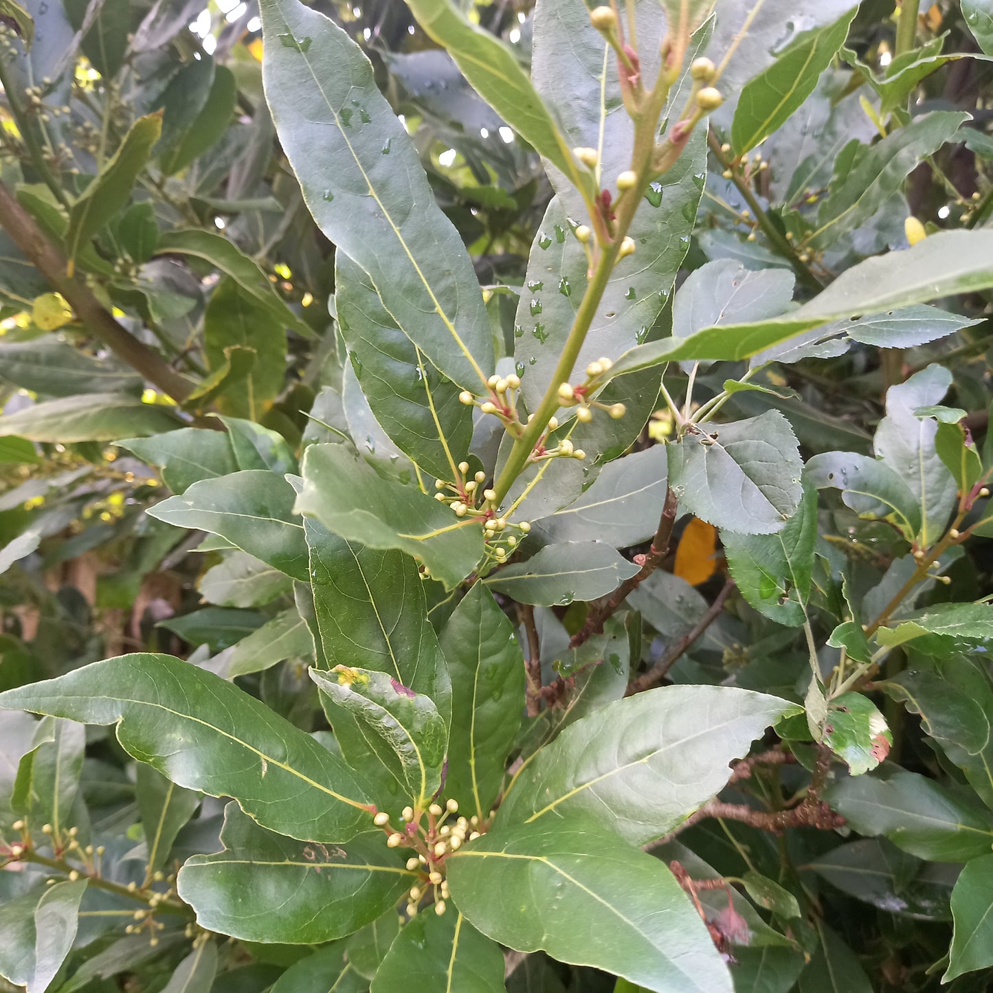 Bay Tree (Laurus Nobilis)