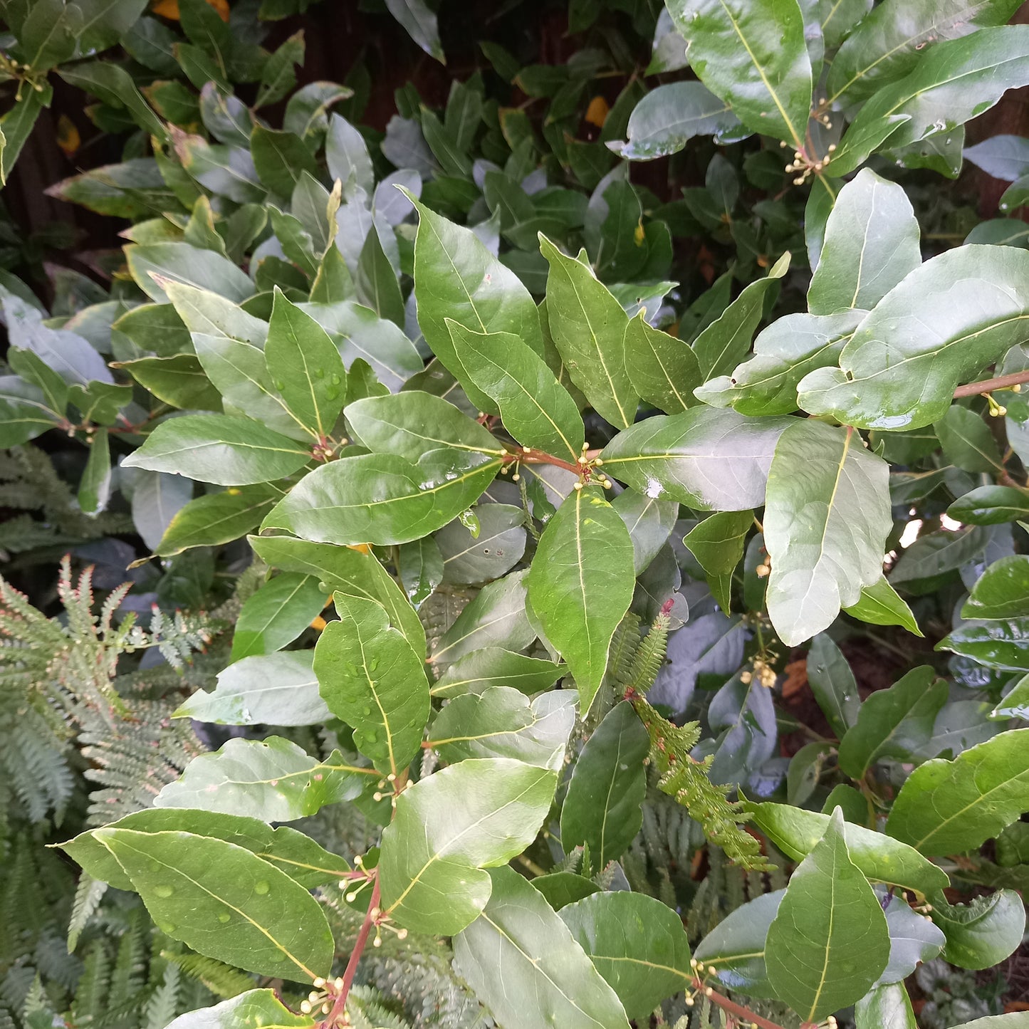 Bay Tree (Laurus Nobilis)