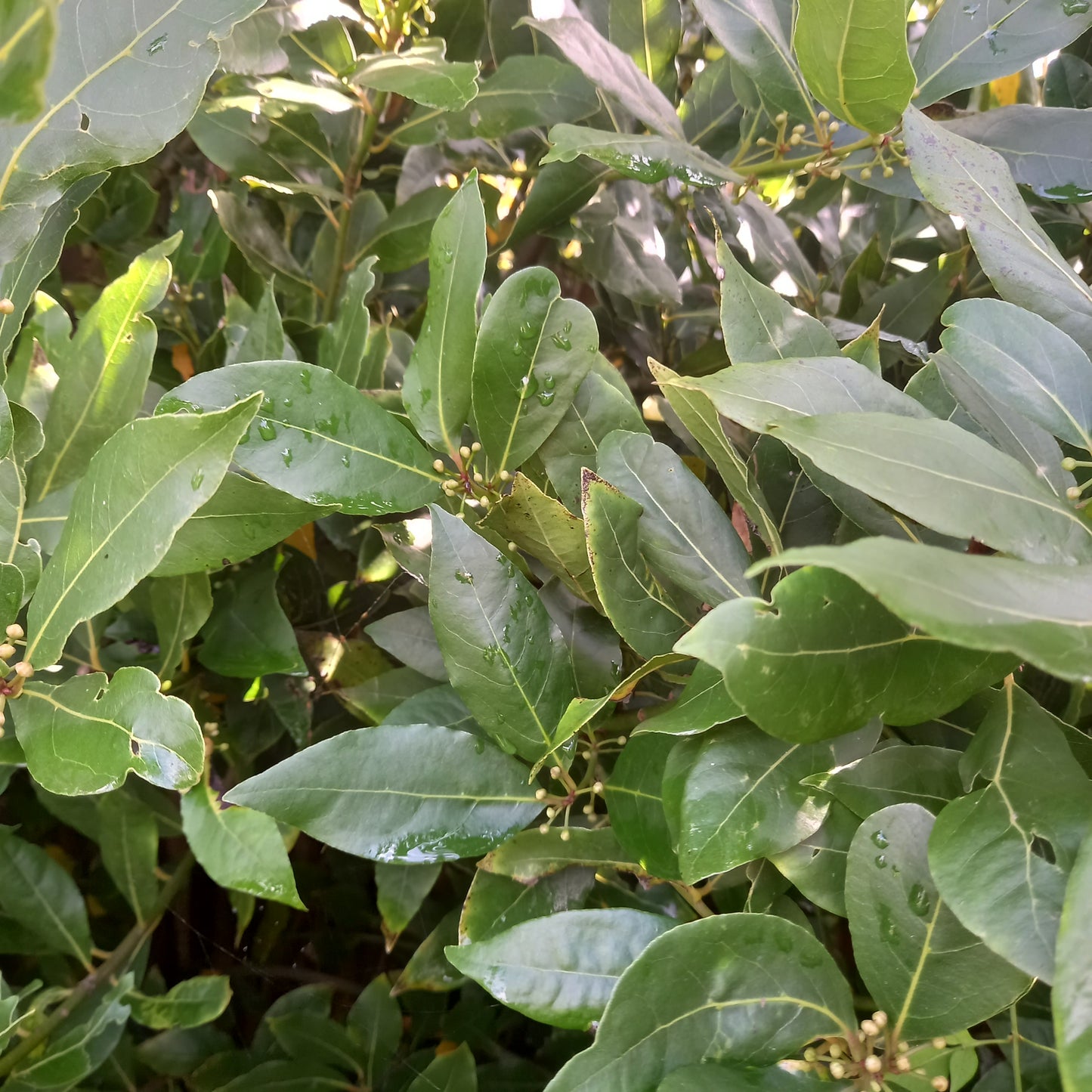 Bay Tree (Laurus Nobilis)