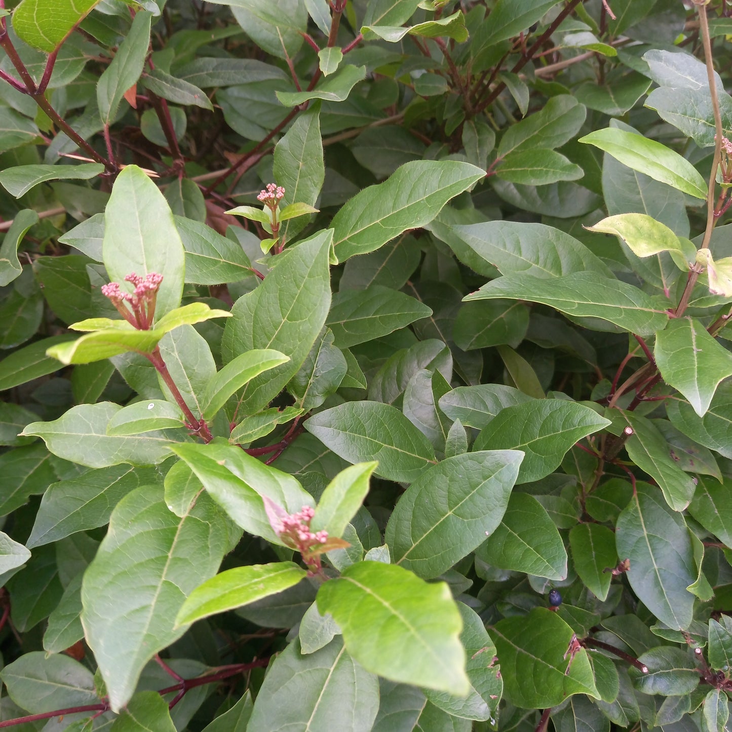 Viburnum tinus 'Eve Price'