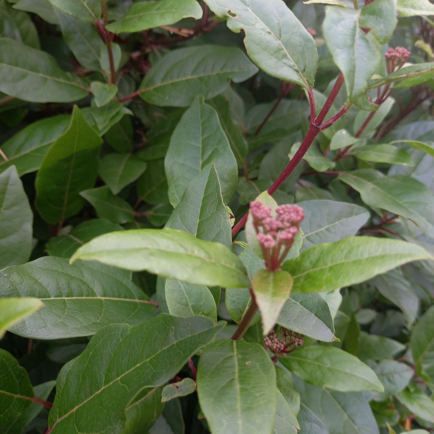 Viburnum tinus 'Eve Price'