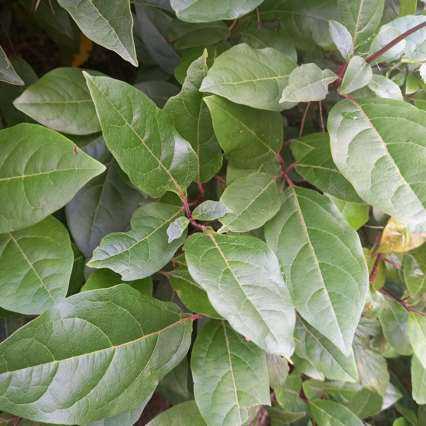 Viburnum tinus 'Eve Price'