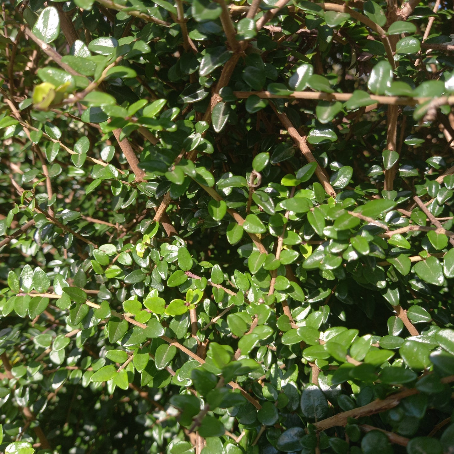 Lonicera nitda 'Green'