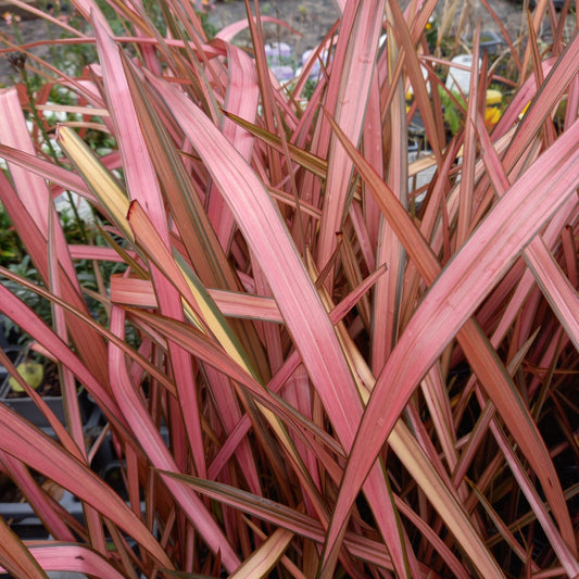 Phormium 'Rainbow Maiden' - New Zealand Flax