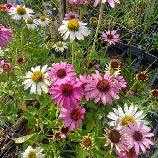 Echinacea Purpurea Cream Crush