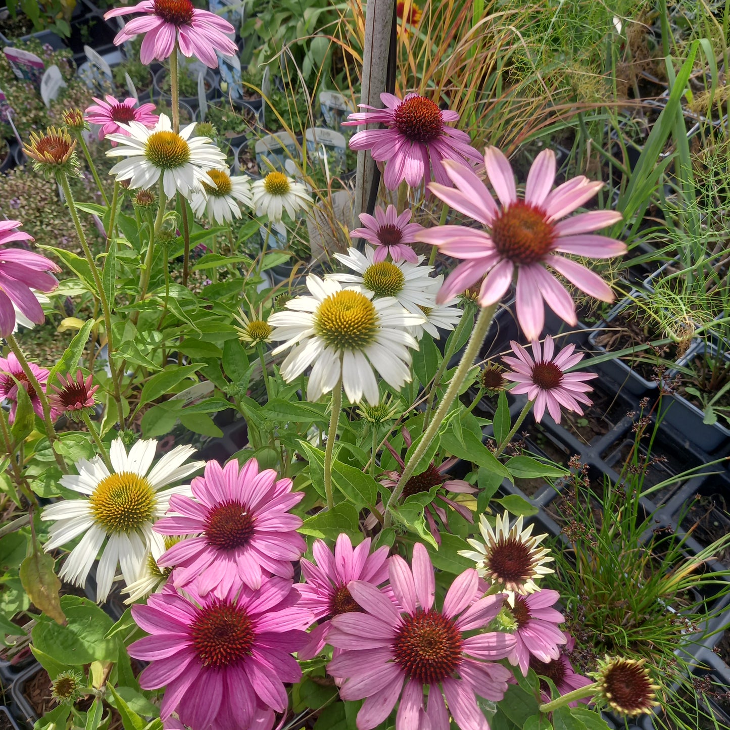 Echinacea Purpurea Cream Crush