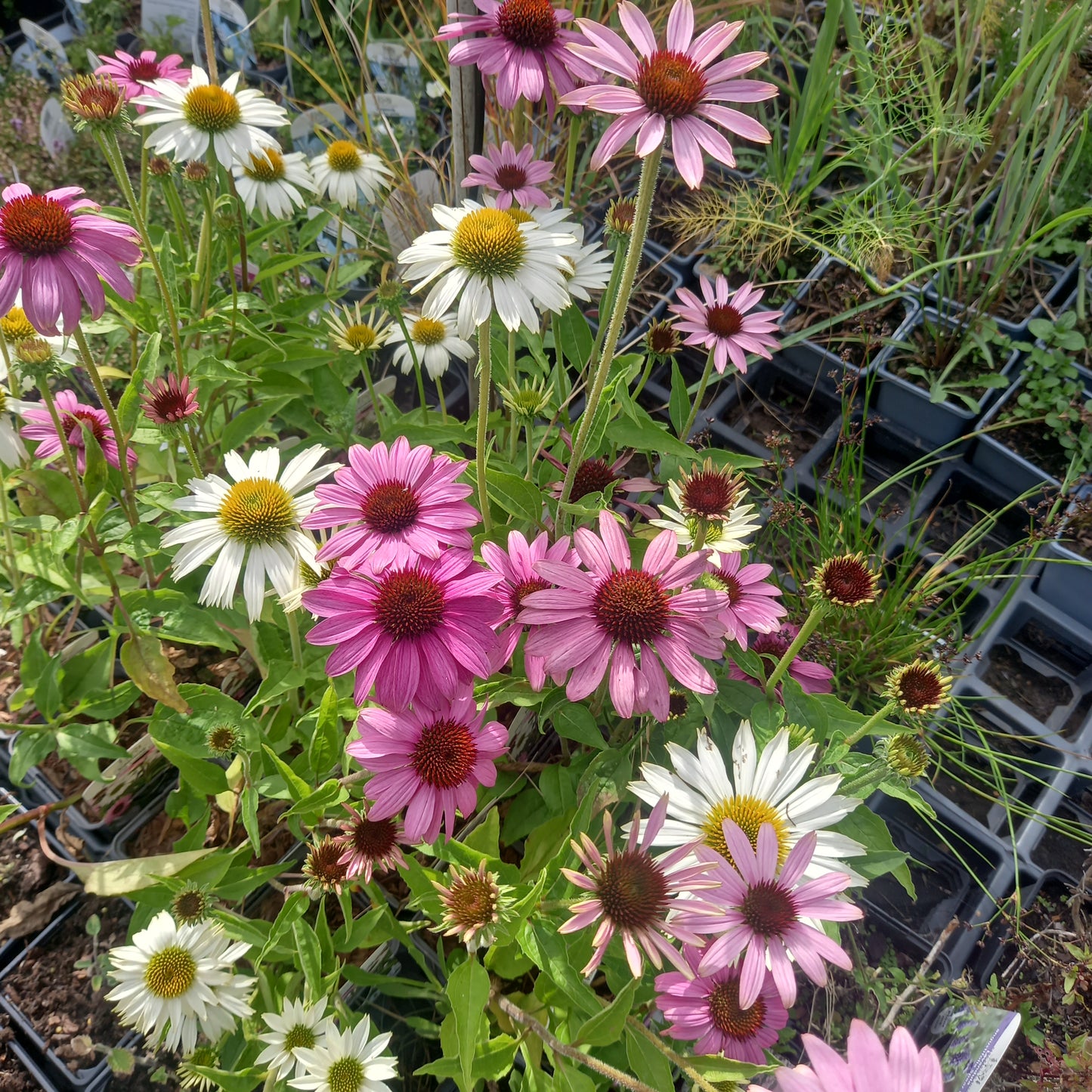 Echinacea Purpurea Cream Crush