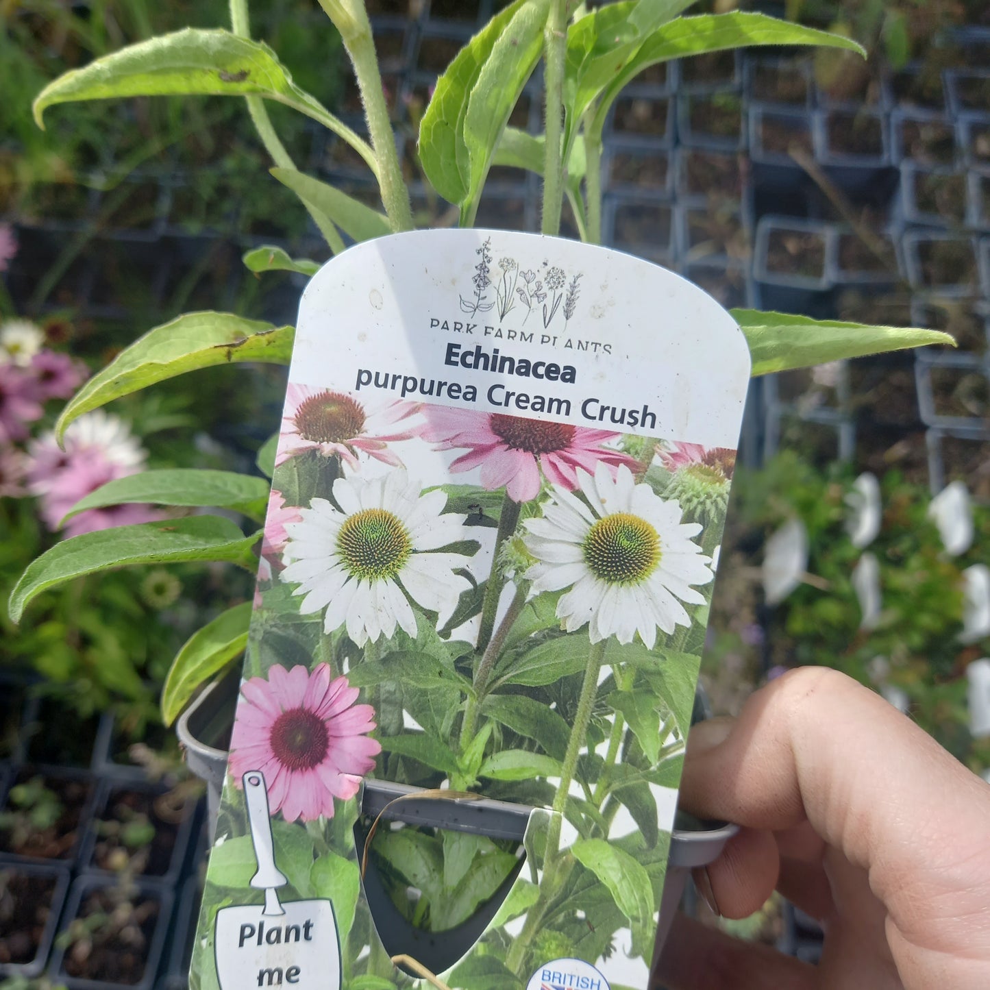 Echinacea Purpurea Cream Crush