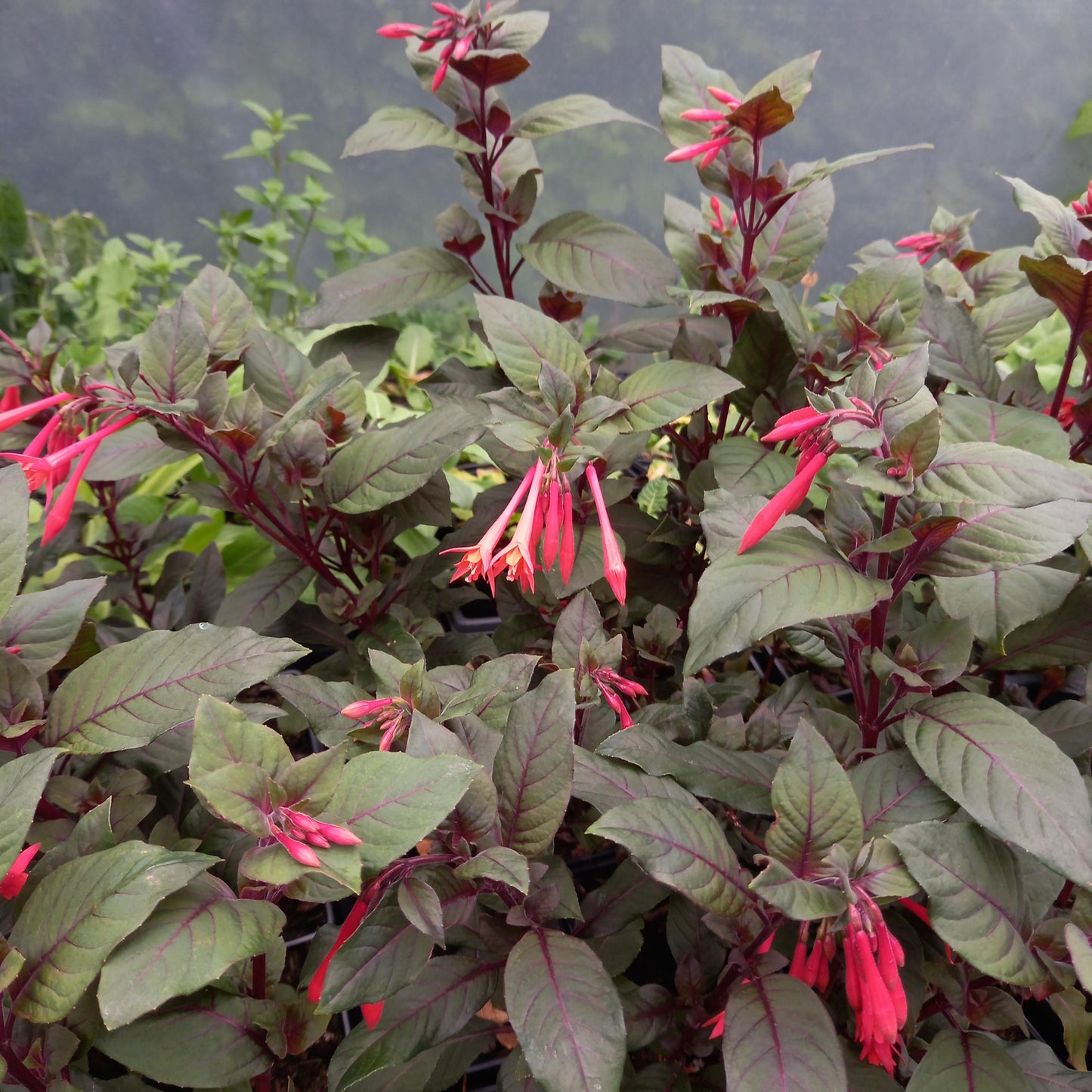Fuchsia triphylla 'Thalia'  - syn. F. ‘Koralle’
