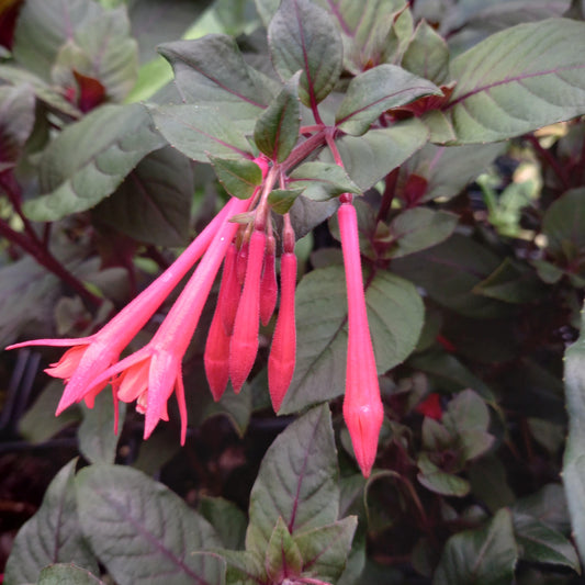 Fuchsia triphylla 'Thalia'  - syn. F. ‘Koralle’