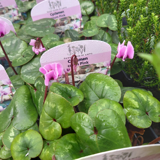 Cyclamen Coum Pink