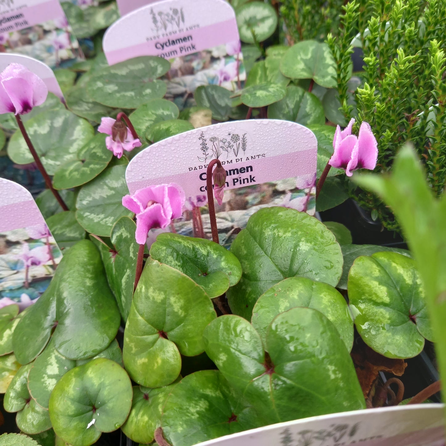 Cyclamen Coum Pink