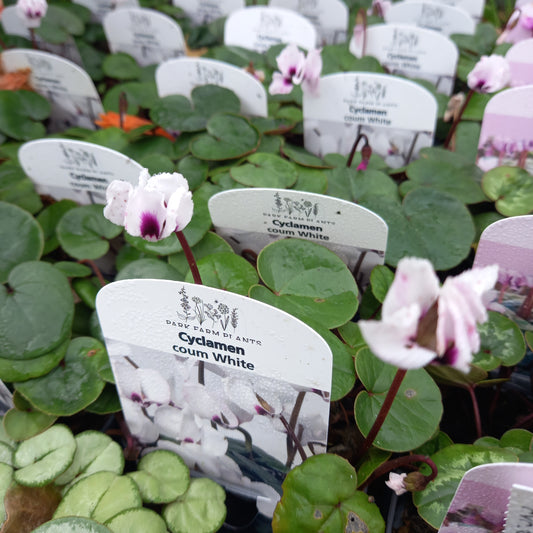 Cyclamen Coum White