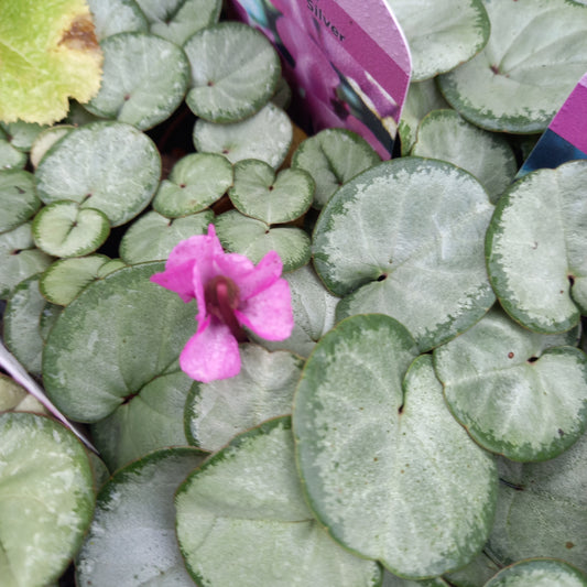 Cyclamen Coum Rose Silver