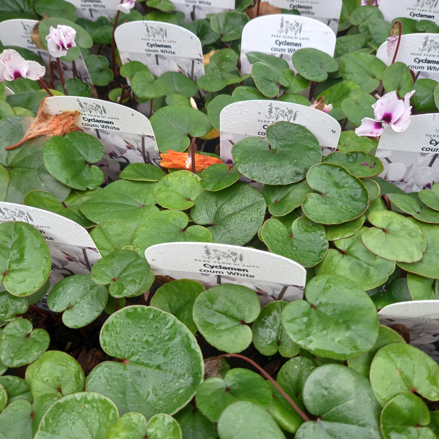 Cyclamen Coum White
