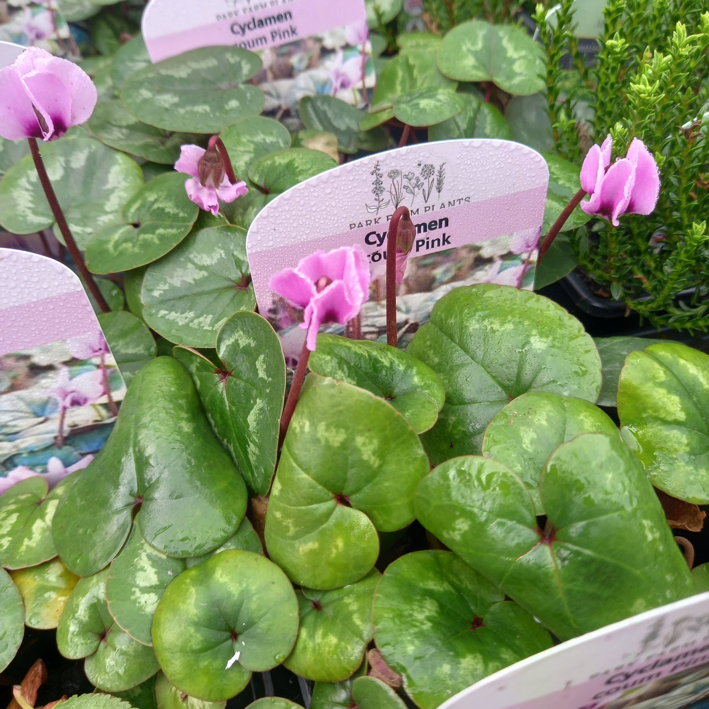 Cyclamen Coum Pink
