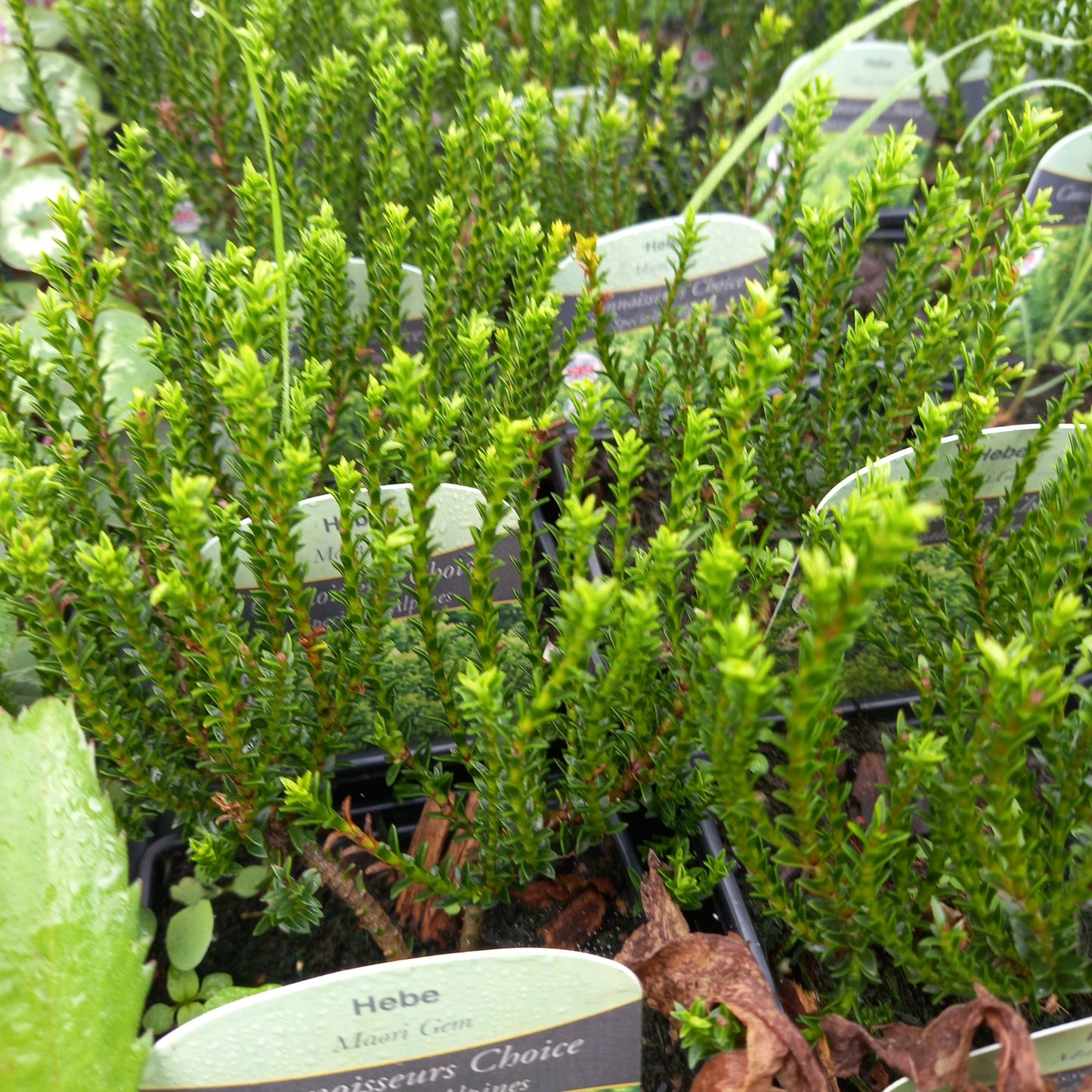 Hebe "Maori Gem"