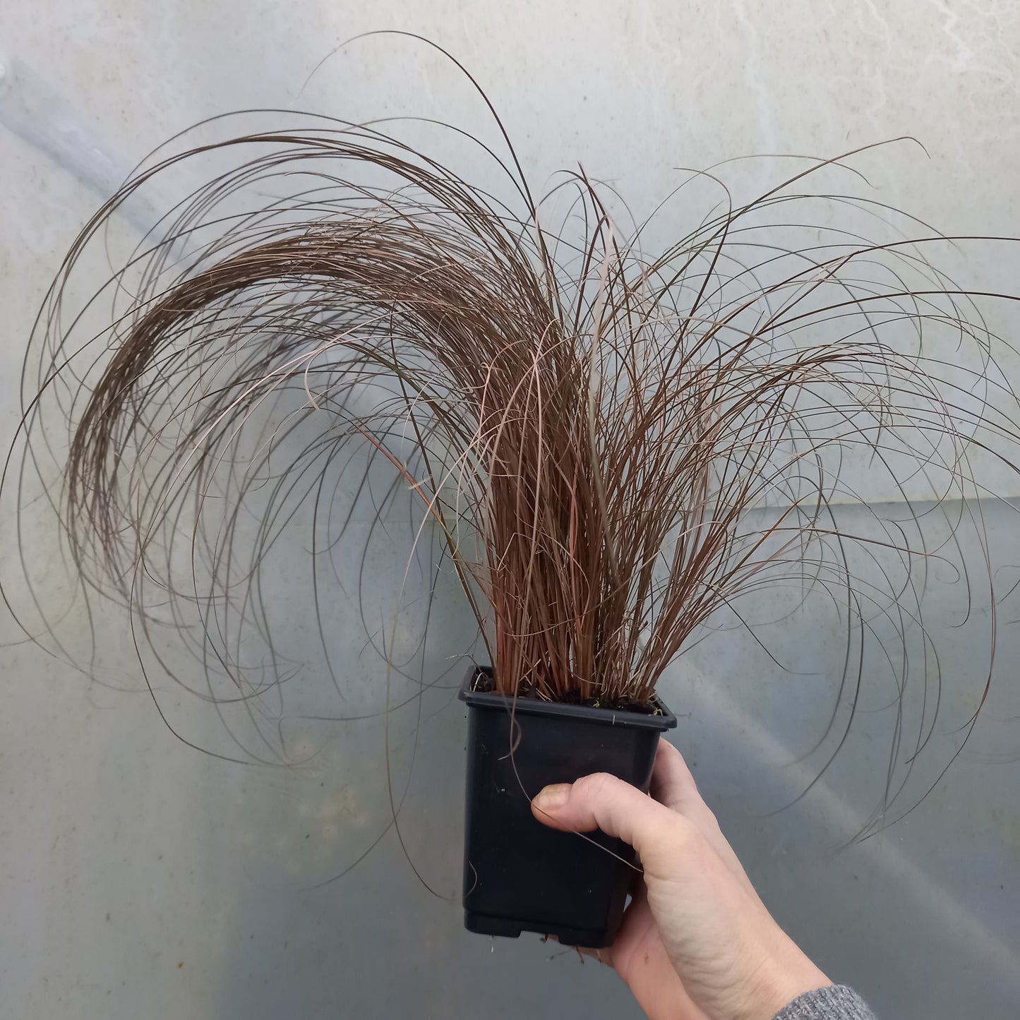 Carex comans 'Red'  - syn. C. comans 'Bronze'