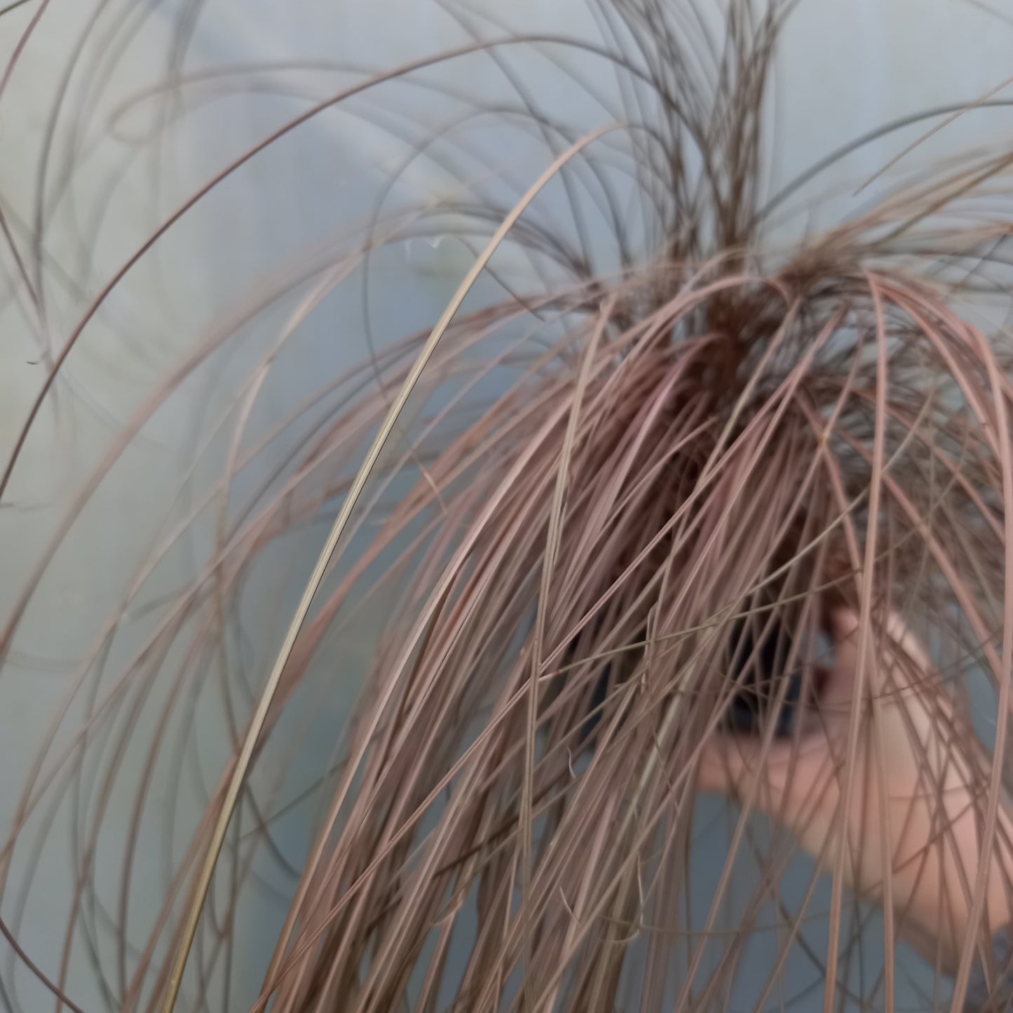 Carex comans 'Red'  - syn. C. comans 'Bronze'