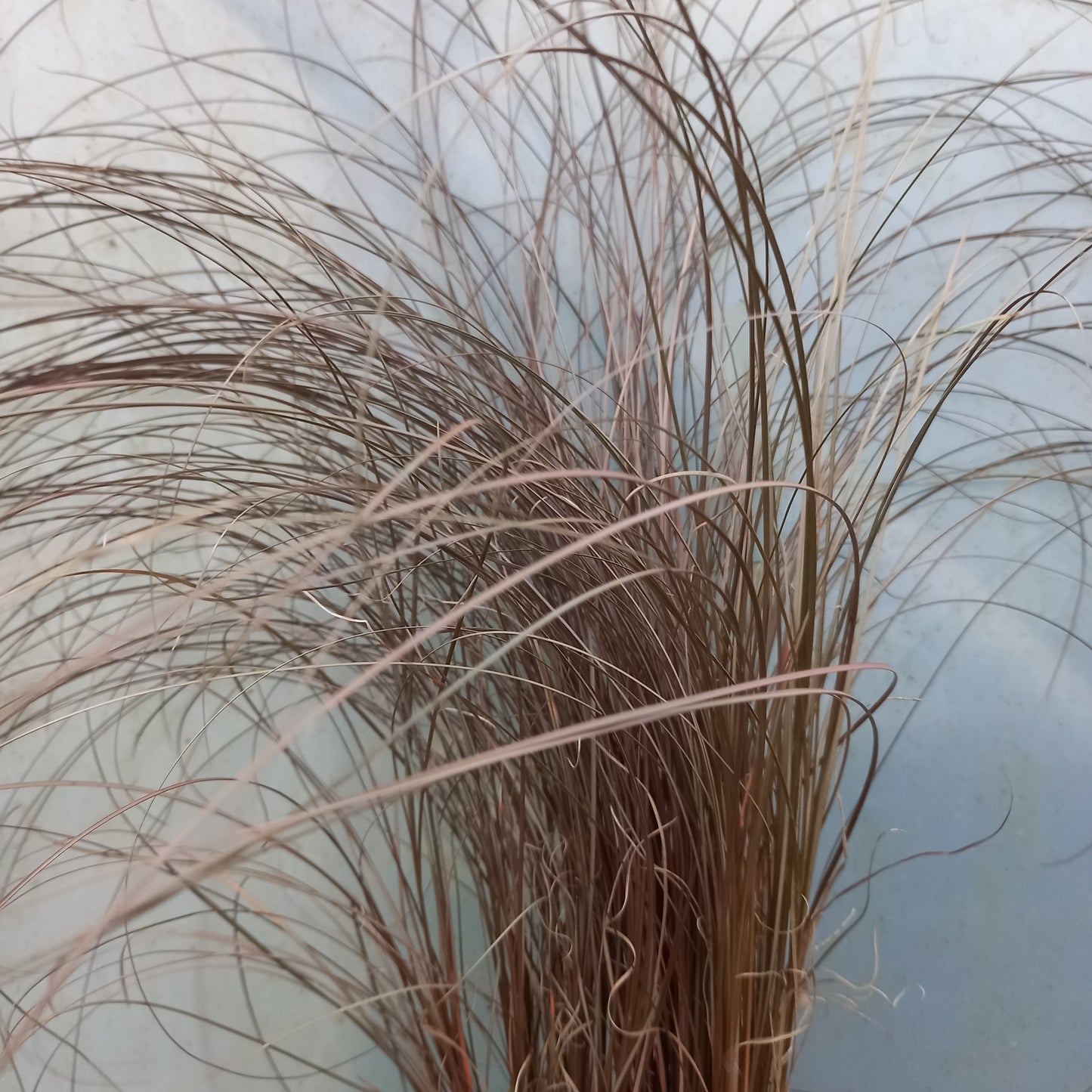 Carex comans 'Red'  - syn. C. comans 'Bronze'