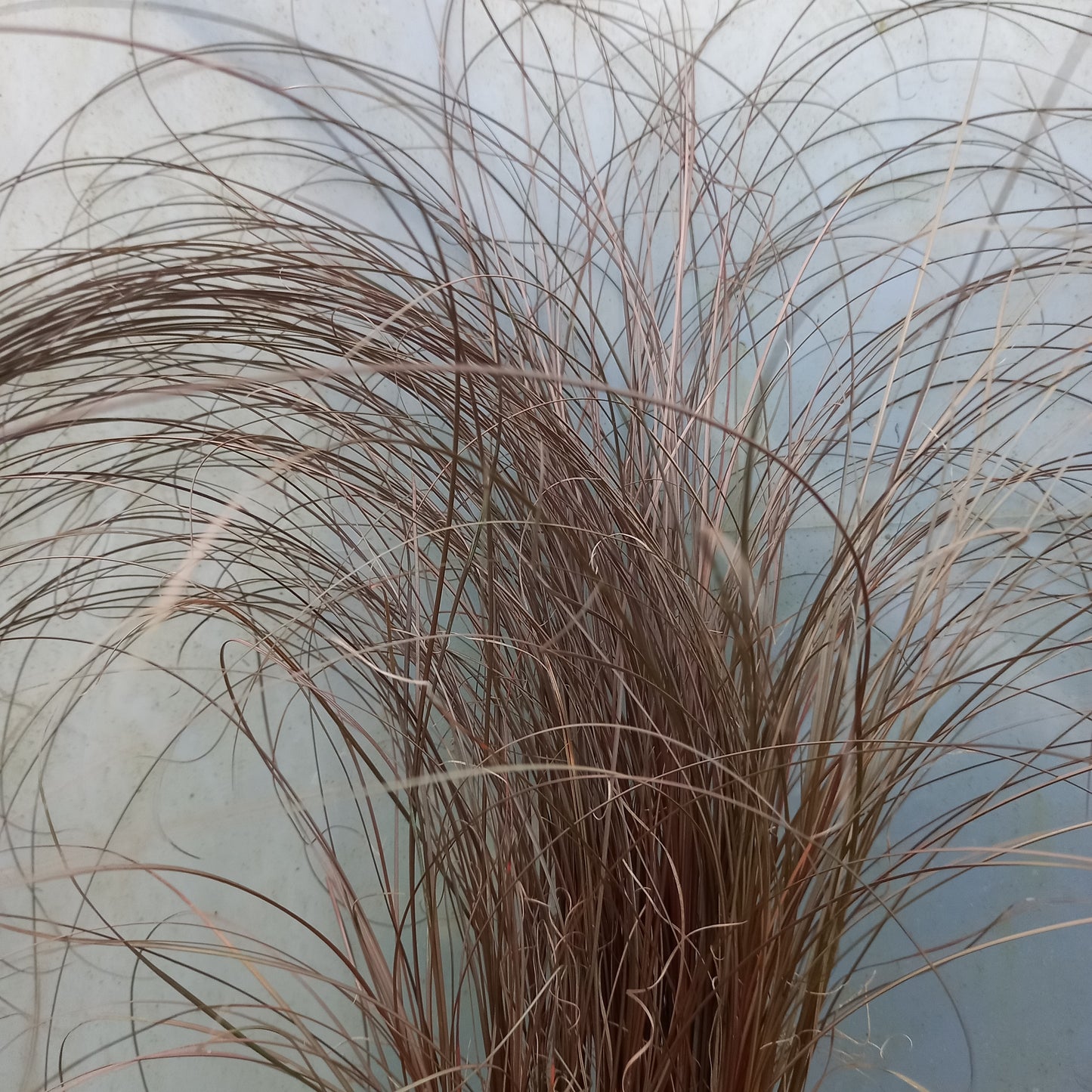 Carex comans 'Red'  - syn. C. comans 'Bronze'