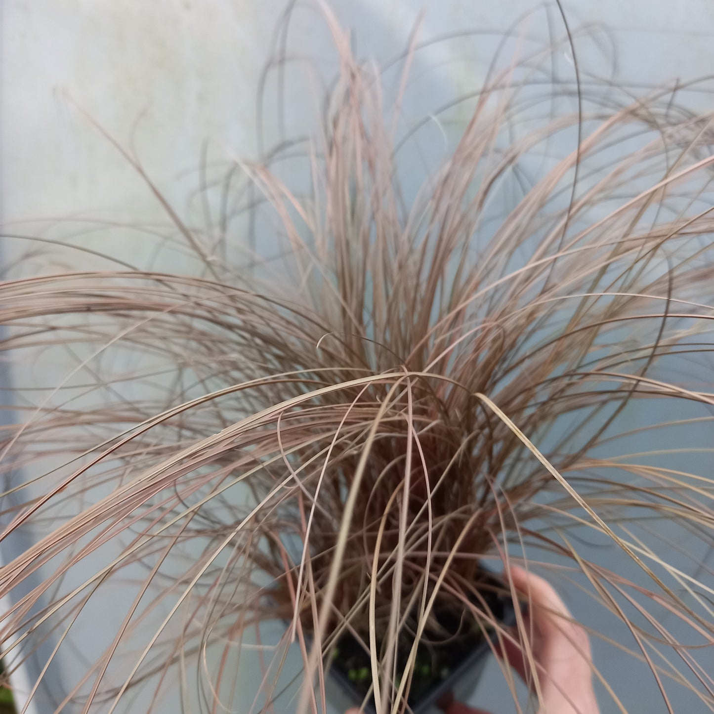 Carex comans 'Red'  - syn. C. comans 'Bronze'