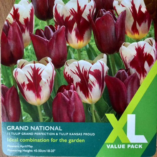 Last Chance Bulb Offer – 6 Mixed Bags £25 (While Stocks Last)
