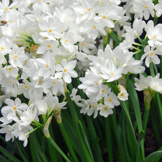 Daffodil (Narcissus) Paperwhite Grandiflora - Bulbs
