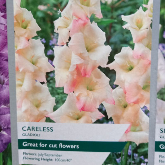 Careless Gladioli/Gladiolus sword Lily (Pink)