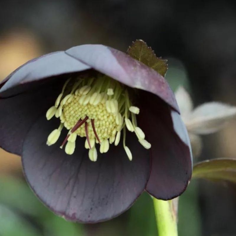 Hellebore orientalis - Helleborus 'Single Slate' (Blue Metallic Lady) ~  - comm. Lenten Rose