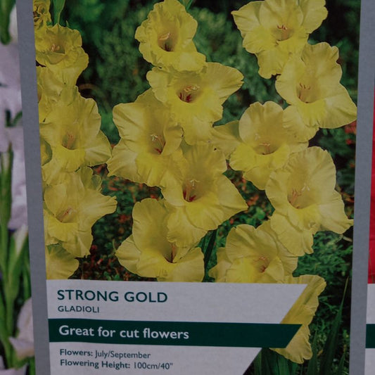 Strong Gold Gladioli/Gladiolus sword Lily