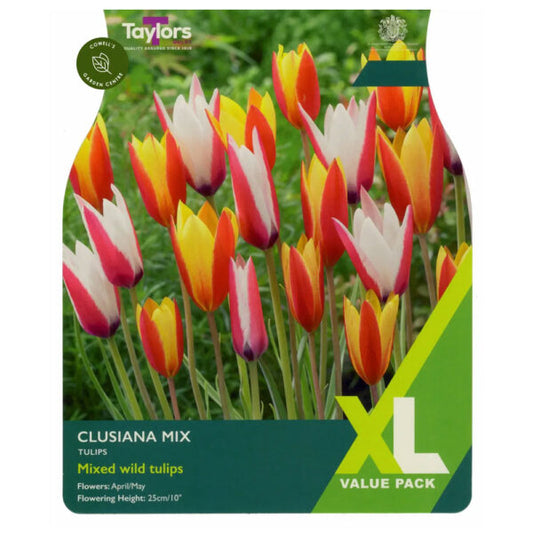 Tulip - Tulip Clusiana Mixed (wild tulip)