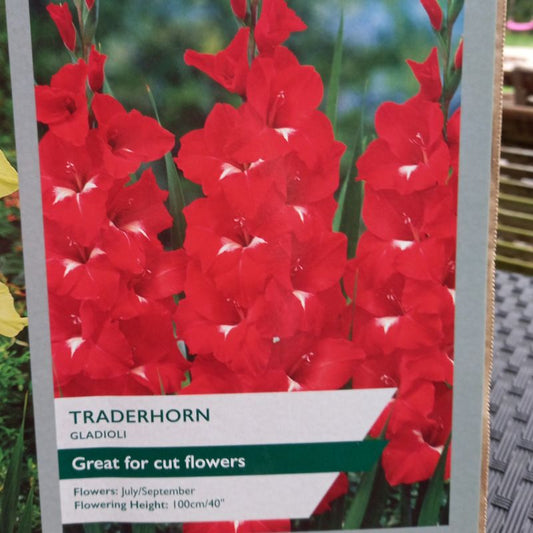Traderhorn Gladioli/Gladiolus sword Lily (Scarlet)