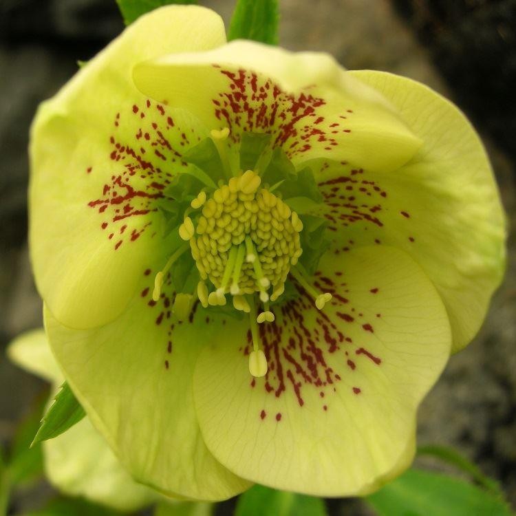 Hellebore orientalis - Helleborus 'Single Yellow Spotted' (Yellow Lady) ~  - comm. Lenten Rose