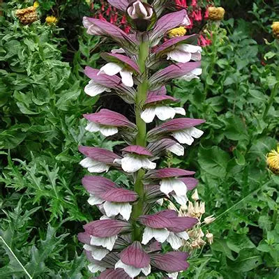 ACANTHUS hungaricus White Lips (Bear’s Breeches)