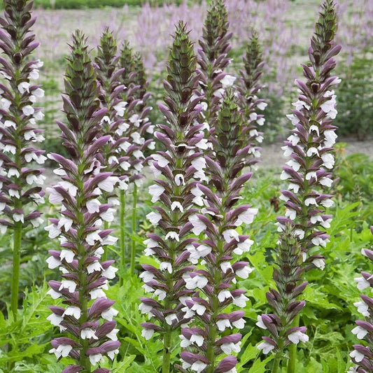 ACANTHUS hungaricus White Lips (Bear’s Breeches)